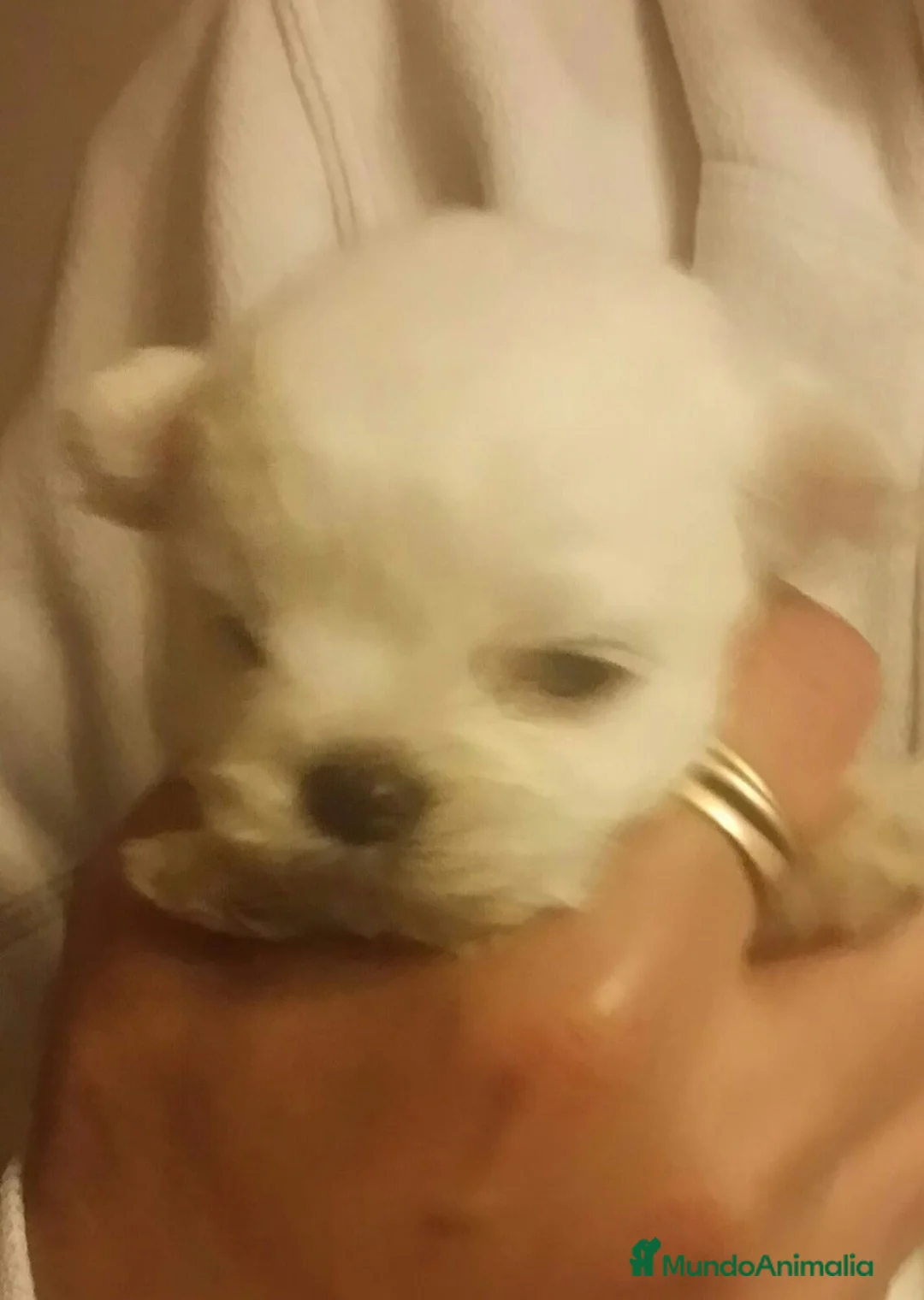 Bichón Maltés perros en venta: Bichón Maltés muy bonitos en Barcelona - Anuncio 7