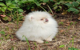 Pomerania perros en venta: Machito micro con pedigree  - Imagen 3