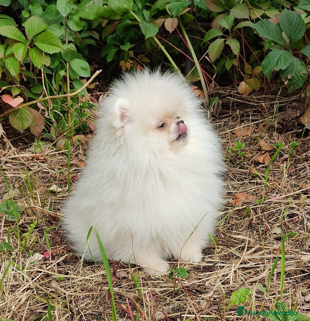 Pomerania perros en venta: Machito micro con pedigree  - Imagen 3