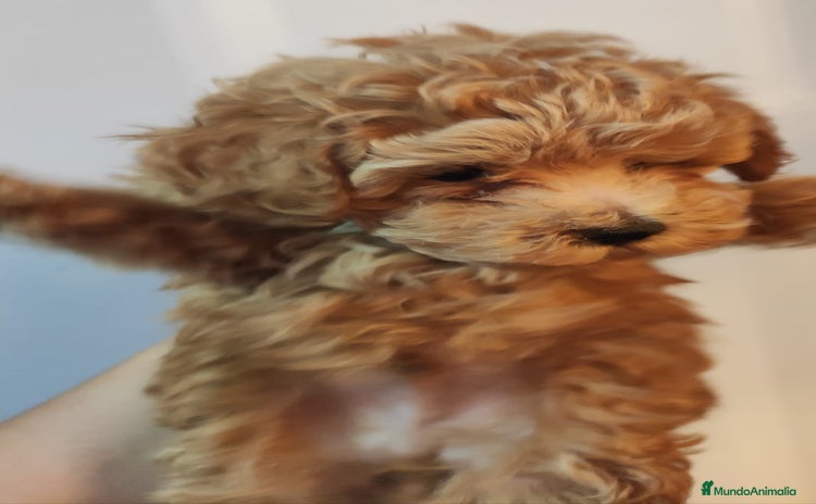 Caniche Toy perros - Anuncio 16