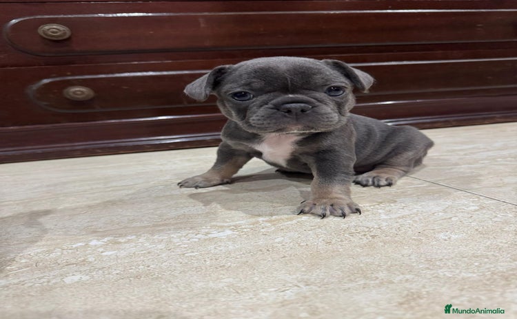 Bulldog Francés perros - Anuncio 15