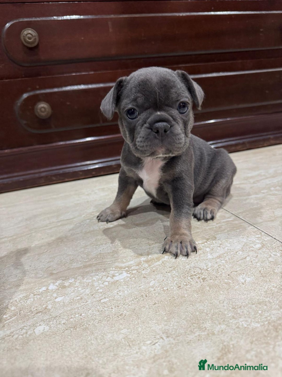 Bulldog Francés perros en venta: Bulldog francés  - Imagen 1