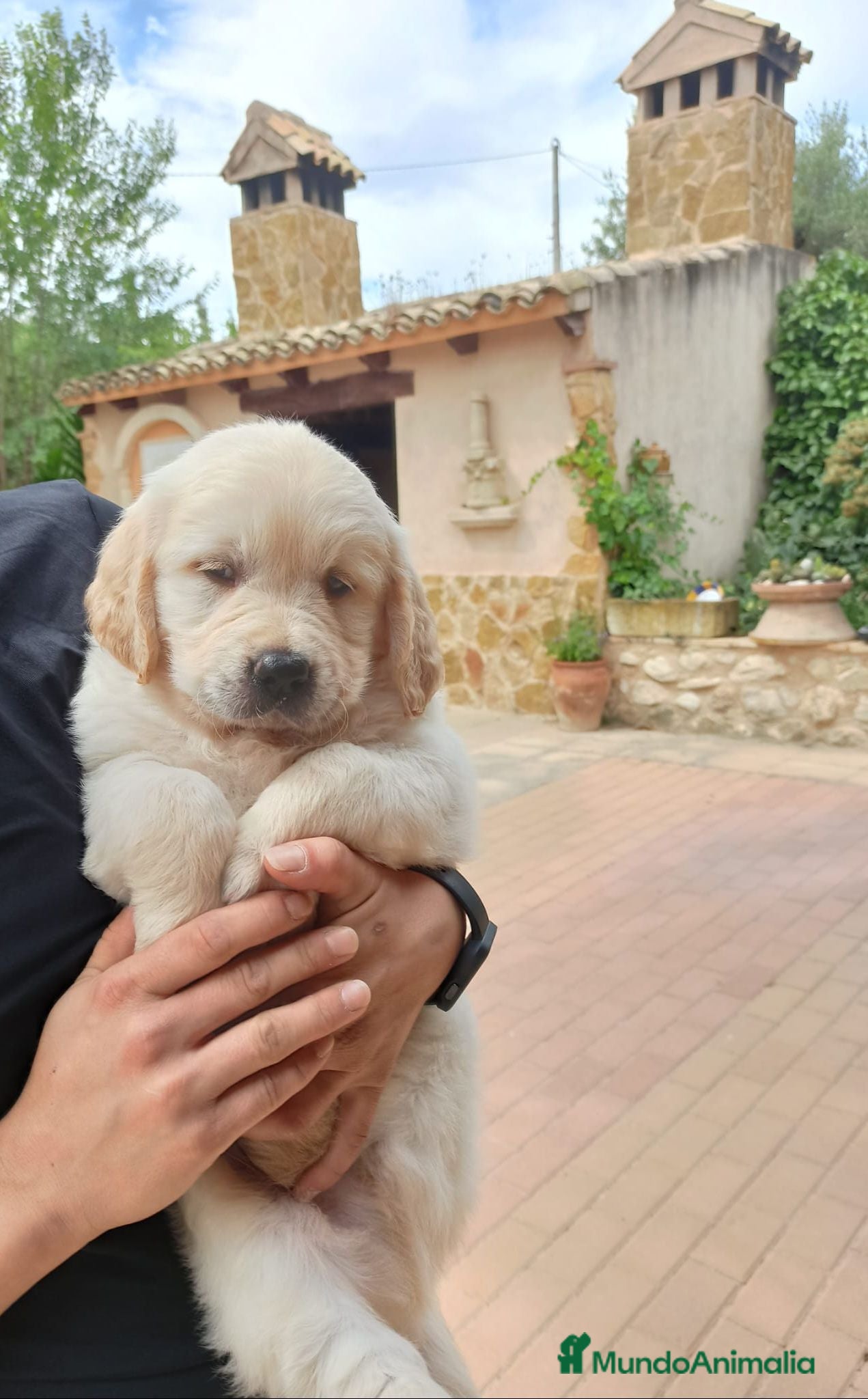 Golden Retriever perros Bonitos cachorro - Anuncio 1
