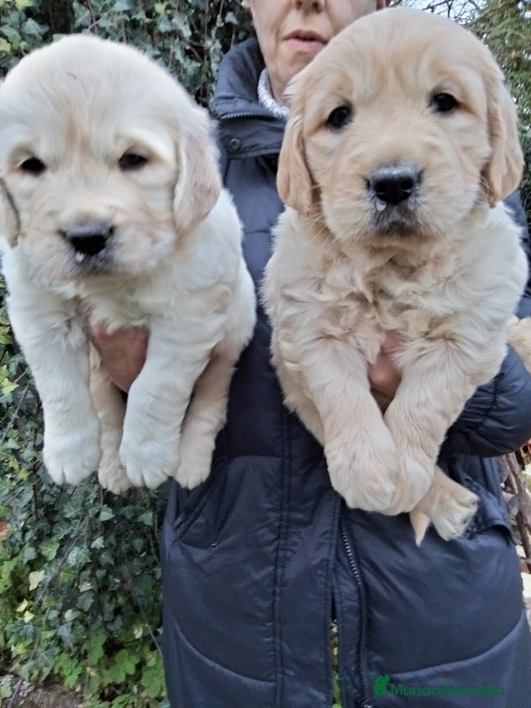 Golden Retriever perros en venta: cachorros de Golden Retriever machos y hembras  - Anuncio 7
