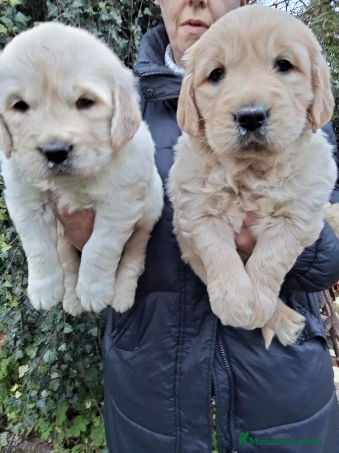Golden Retriever perros en venta: cachorros de Golden Retriever machos y hembras  - Anuncio 7