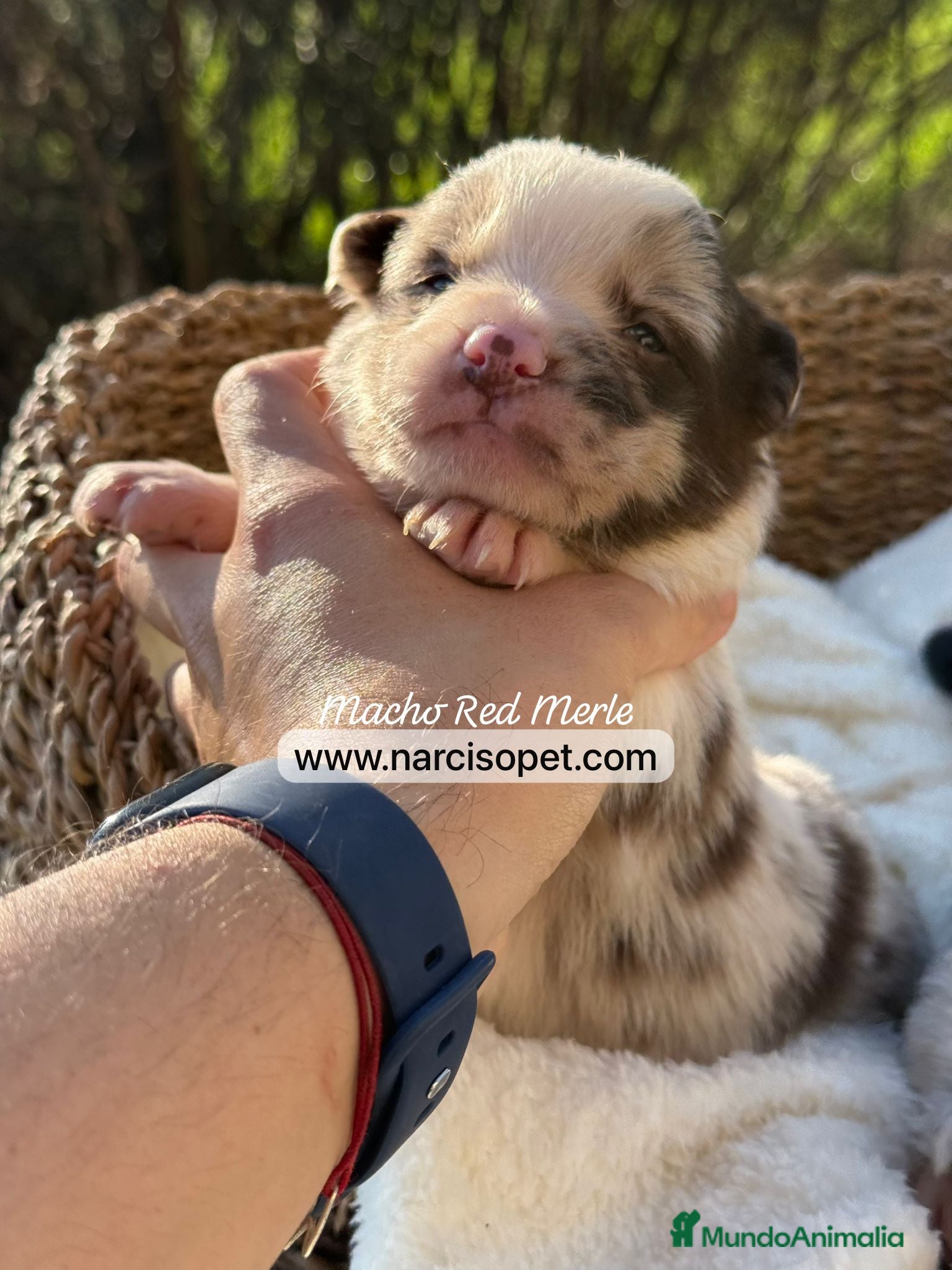 Border Collie perros BORDER COLLIE RED MERLE - Anuncio 3