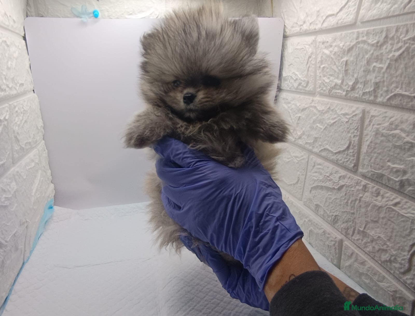 Pomerania perros pomerania mini - Anuncio 1