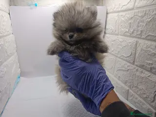 Pomerania perros pomerania mini - Anuncio 1