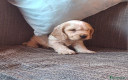 Cocker Spaniel Inglés perros en venta: Cocker Ingles Ruano naranja  - Imagen 2