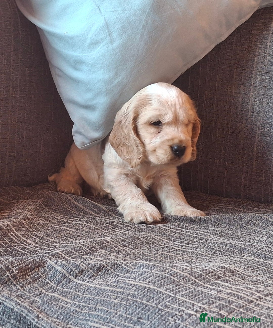 Cocker Spaniel Inglés perros en venta: Cocker Ingles Ruano naranja  - Imagen 2