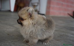 Pomerania perros en venta: 🐾 Strike – Pomerania macho marrón 🐾 - Imagen 2