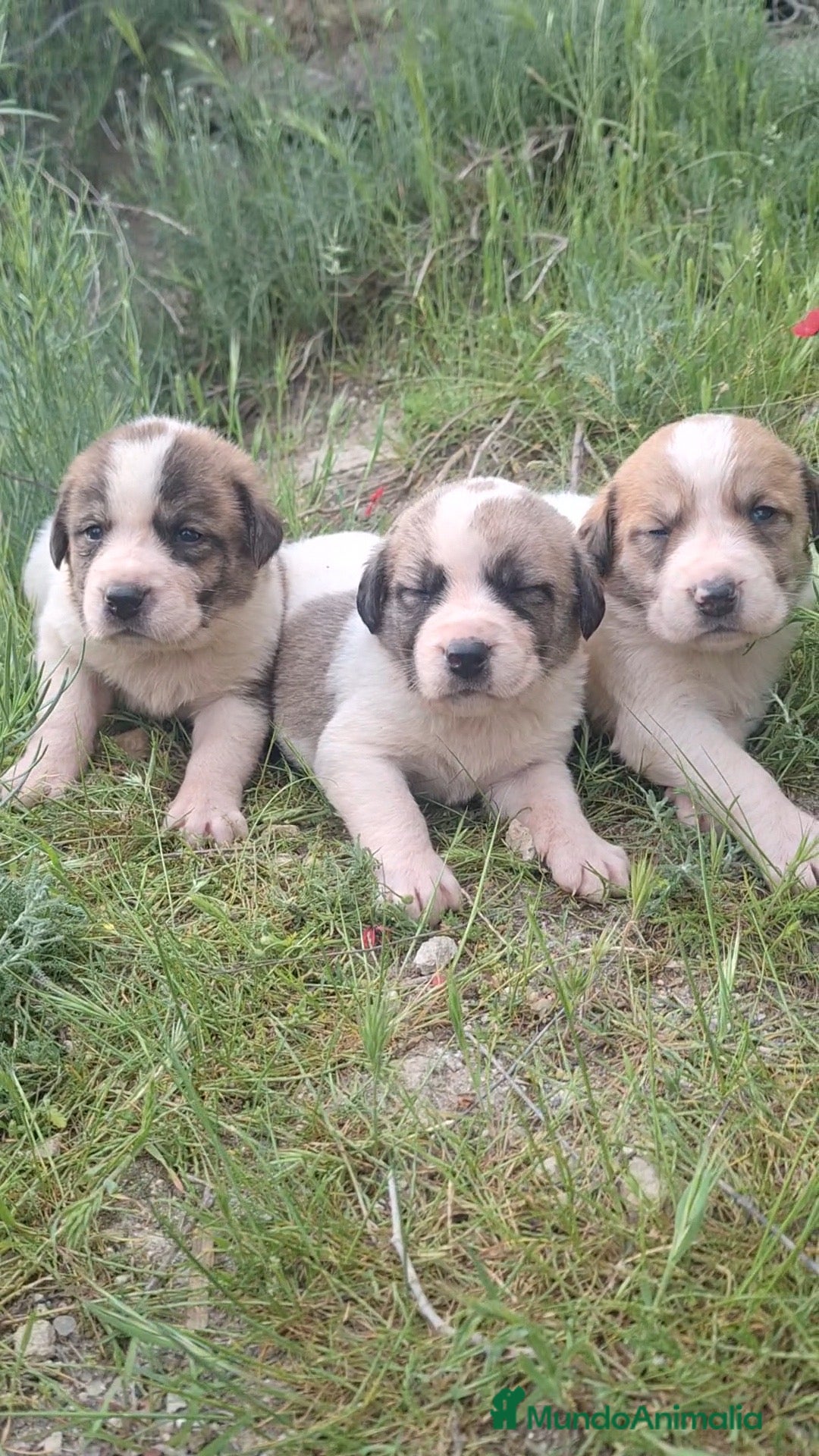 Mastín Español perros Camada de mastín español🐶🐾 - Anuncio 1