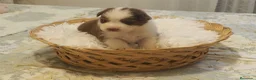 Pastor Australiano perros en venta: Excelente camada de Pastor Australiano  - Anuncio 16