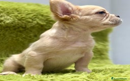 Bulldog Francés perros en venta: Bulldog francés Fluffy  - Imagen 2