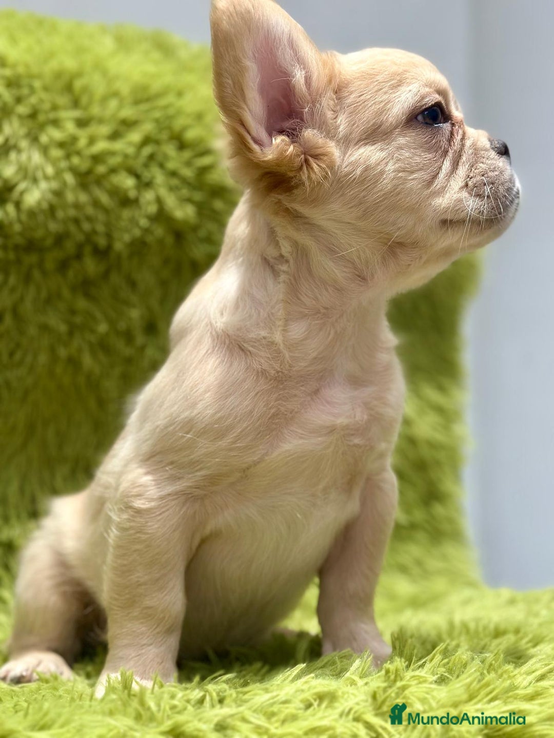 Bulldog Francés perros en venta: Bulldog francés Fluffy  - Imagen 2