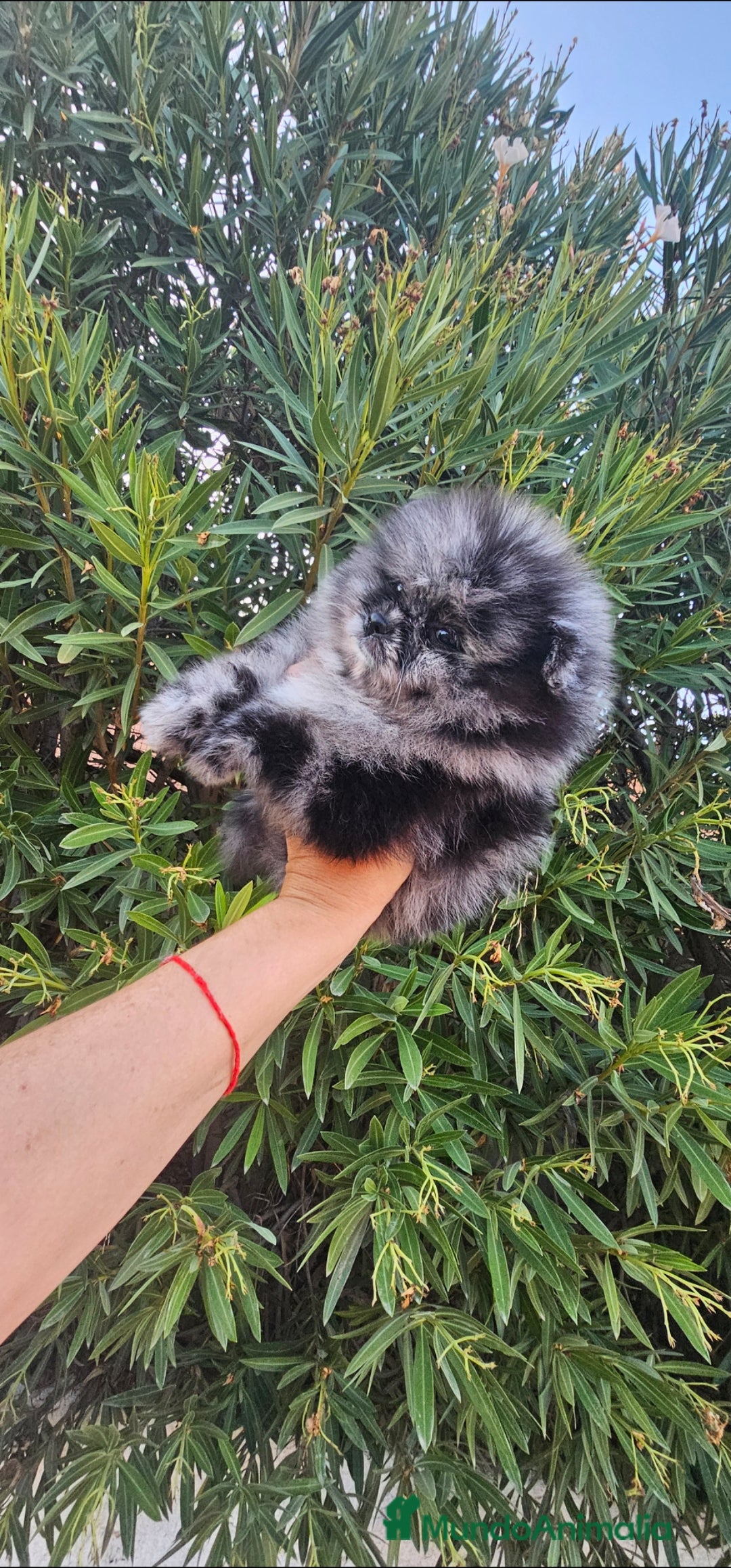 Pomerania perros en venta: ESPECTACULAR MACHITO POMERANIA MERLE  - Imagen 3