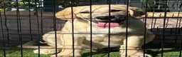 Pastor de Asia Central perros en venta: Cachorro macho Alabai 3 meses  - Anuncio 4