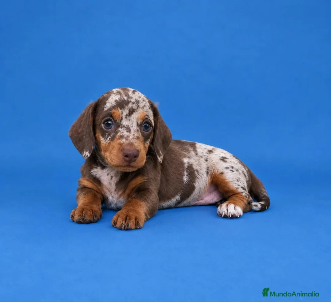 Teckel Miniatura perros en venta: TECKEL MINI ARLEQUIN CHOCOLATE - Anuncio 1