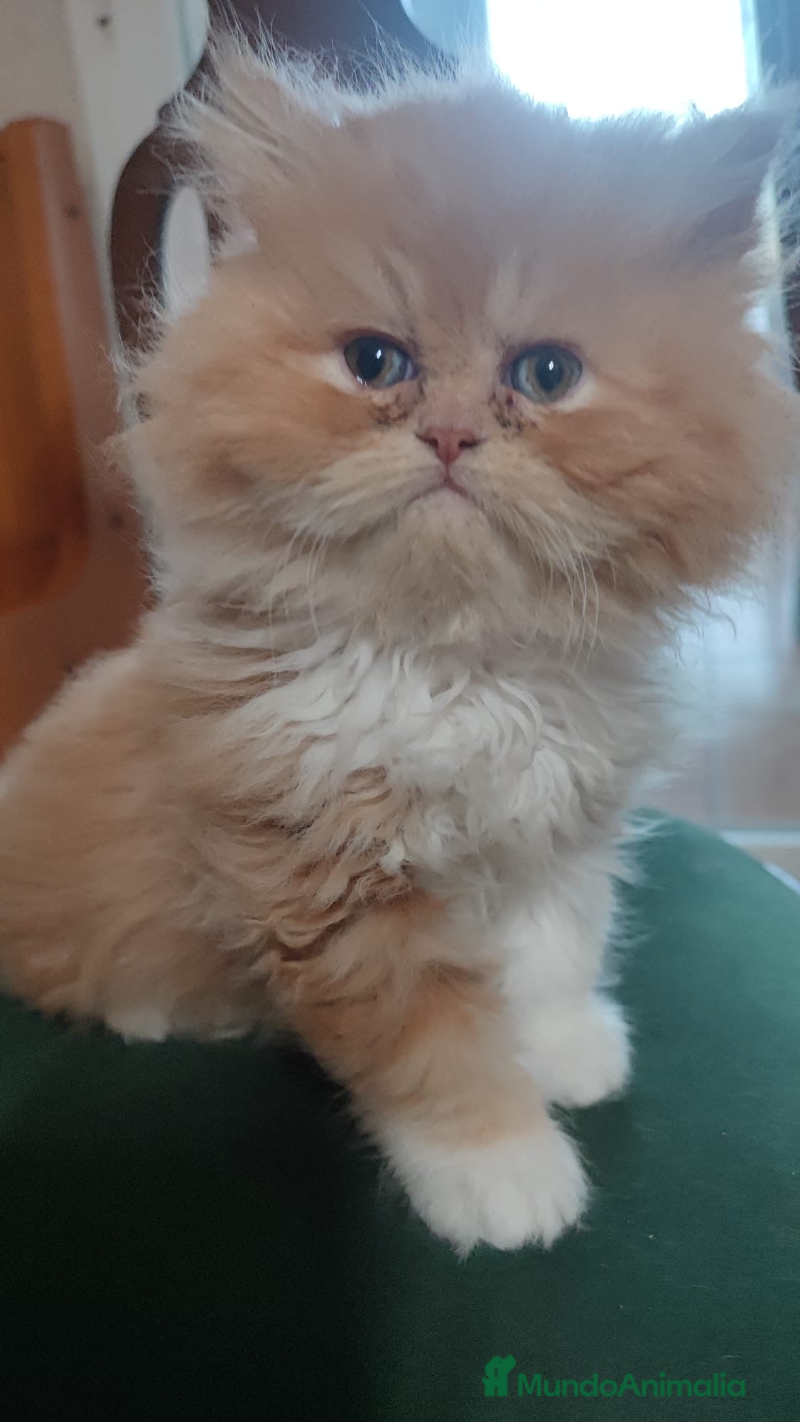 Persa gatos Precioso persa americano pelirojo  - Anuncio 12