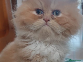 Persa gatos Precioso persa americano pelirojo - Anuncio 1