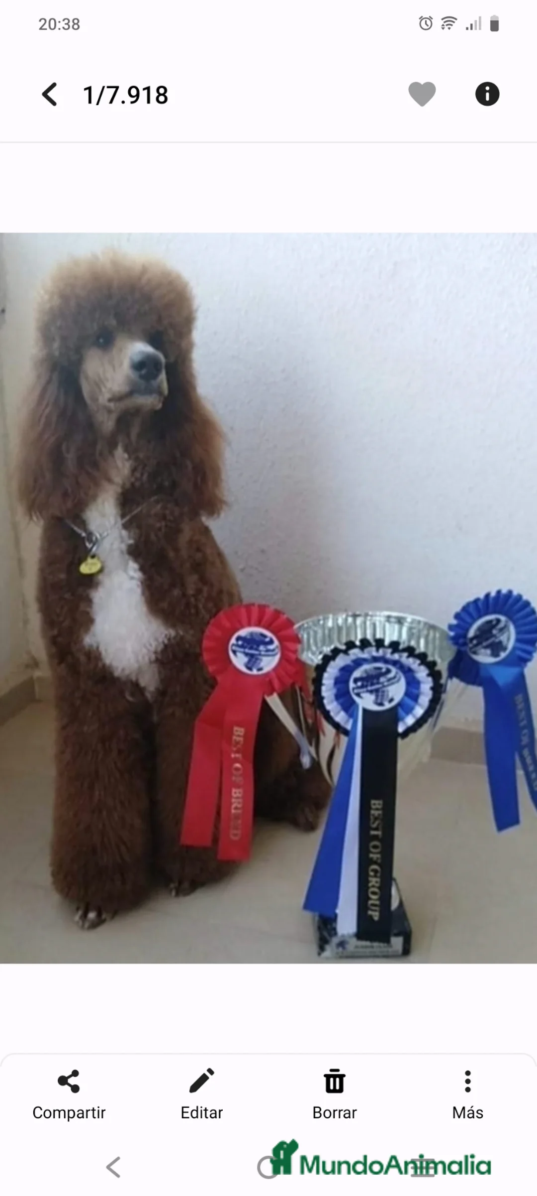 Caniche Gigante perros en venta: Caniche Gigante  - Anuncio 2