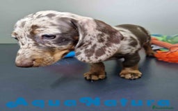 Teckel Miniatura perros en venta: Teckel Hembra 4447 DCD AQUUANATURA - Imagen 5
