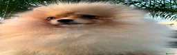 Pomerania perros en venta: Pomerania Toy hembra  - Anuncio 4