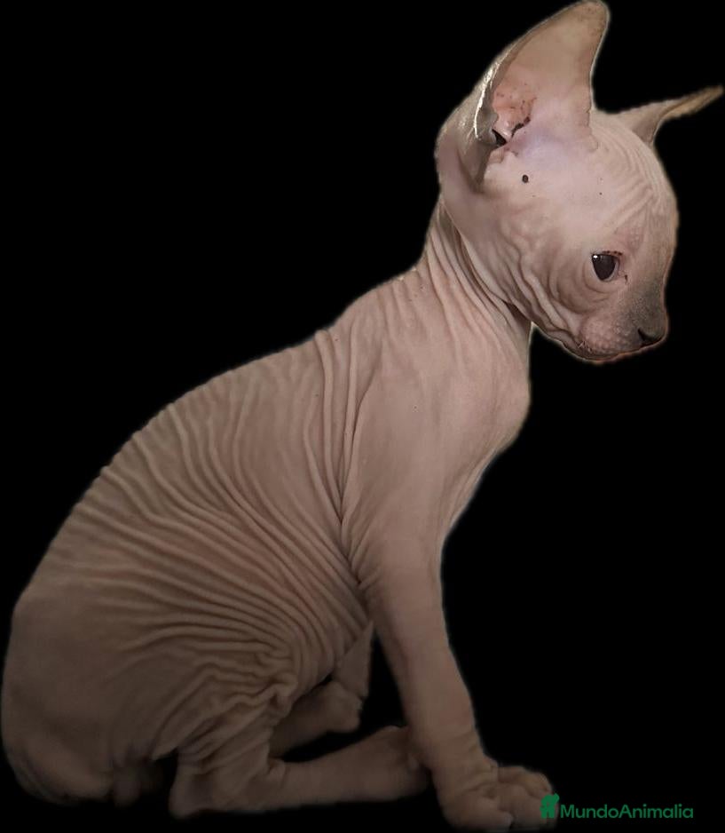 Sphynx gatos Camada de sphynx macho y hembra  - Anuncio 2