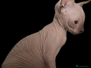 Sphynx gatos Camada de sphynx macho y hembra - Anuncio 2