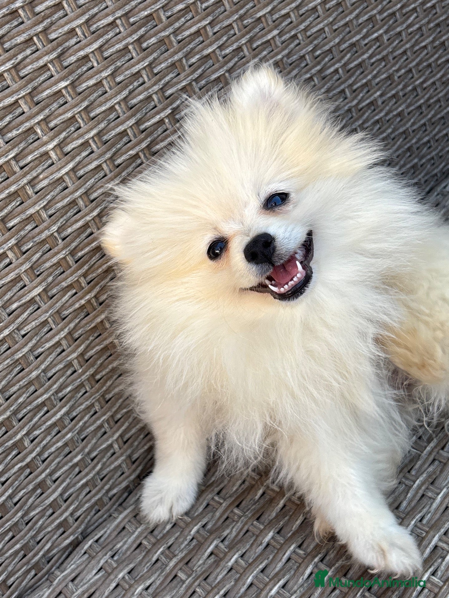 Pomerania perros Preciosos pomeranias🐻 - Anuncio 1