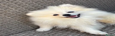 Pomerania 3