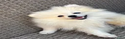 Pomerania perros en venta: Preciosos pomeranias🐻 - Anuncio 2