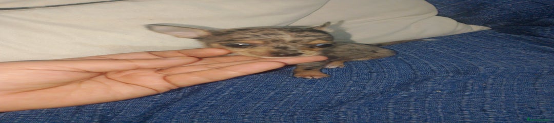 Chihuahua Cachorro 2