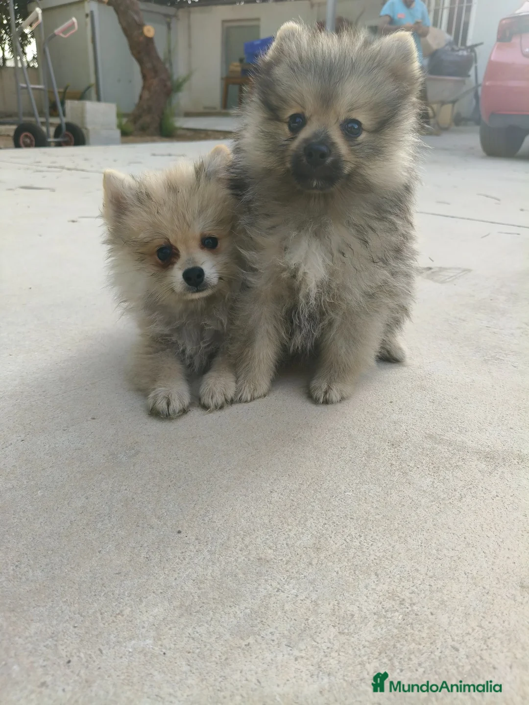 Pomerania perros en venta: Pomerania - Anuncio 7