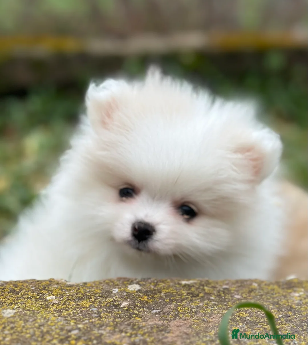 Pomerania perros en venta: POMERANIA MINITOY HEMBRAS ESPECTACULARES! en Barcelona - Anuncio 5