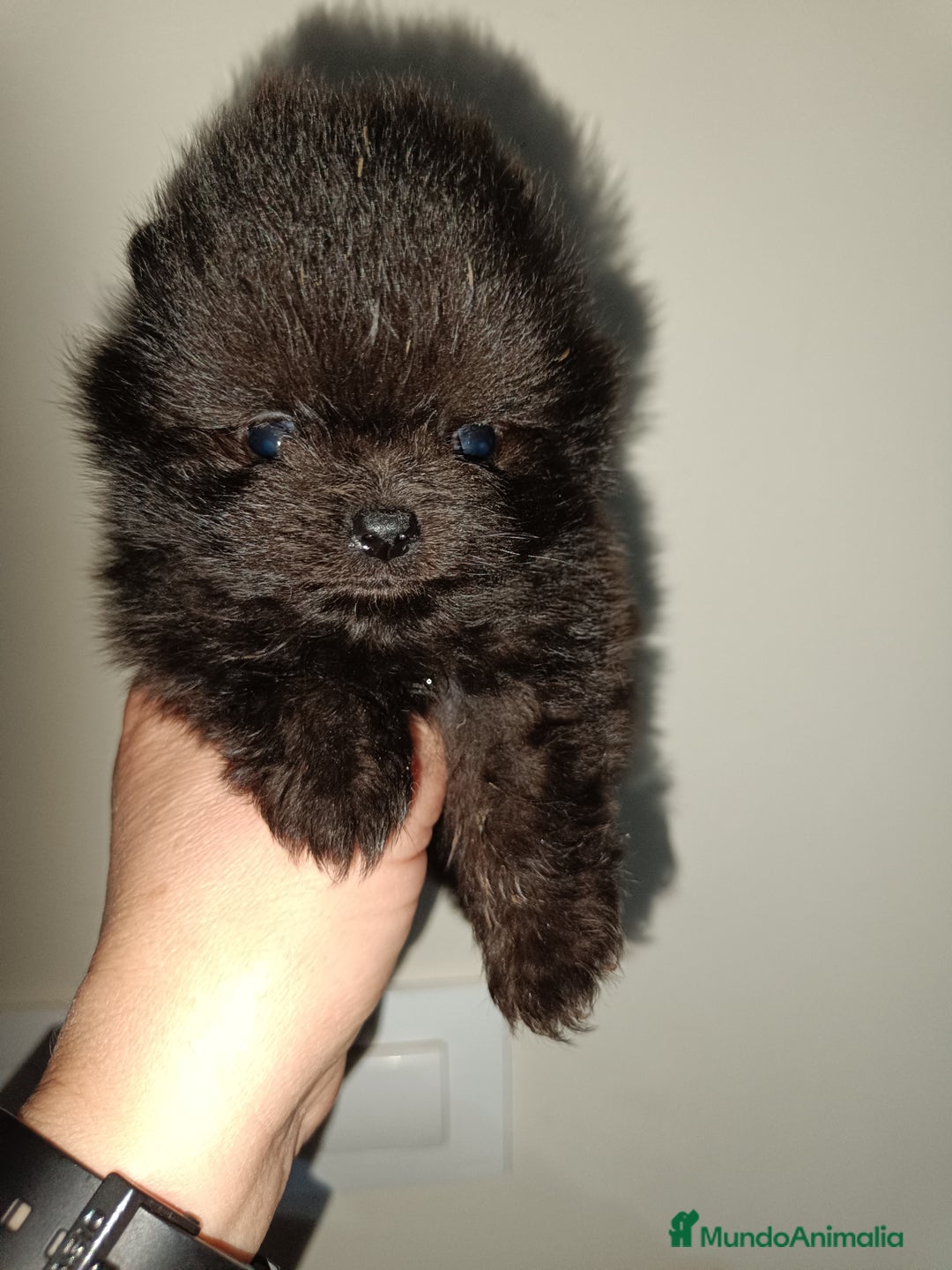 Pomerania perros en venta: Pomerania  - Anuncio 5