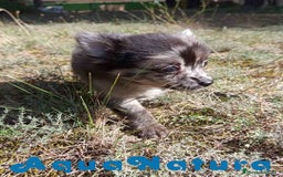 Pomchi perros en venta: Pomchi Hembra de Aspi y Manchitas 6415 AQUANATURA - Imagen 3
