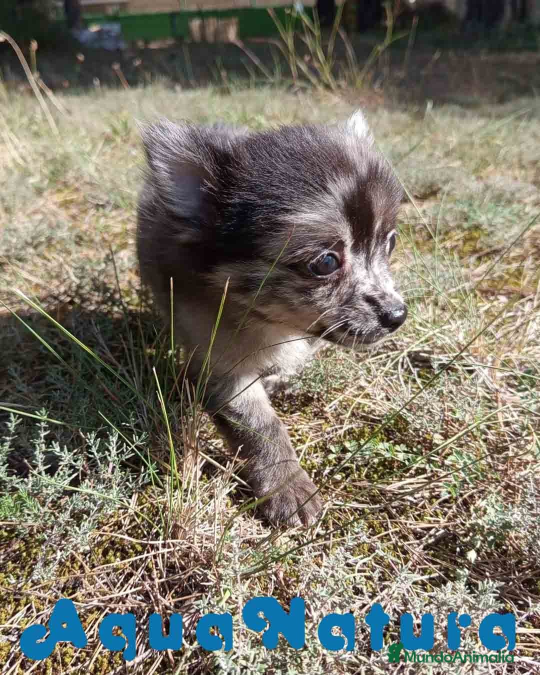 Pomchi perros en venta: Pomchi Hembra de Aspi y Manchitas 6415 AQUANATURA - Imagen 3