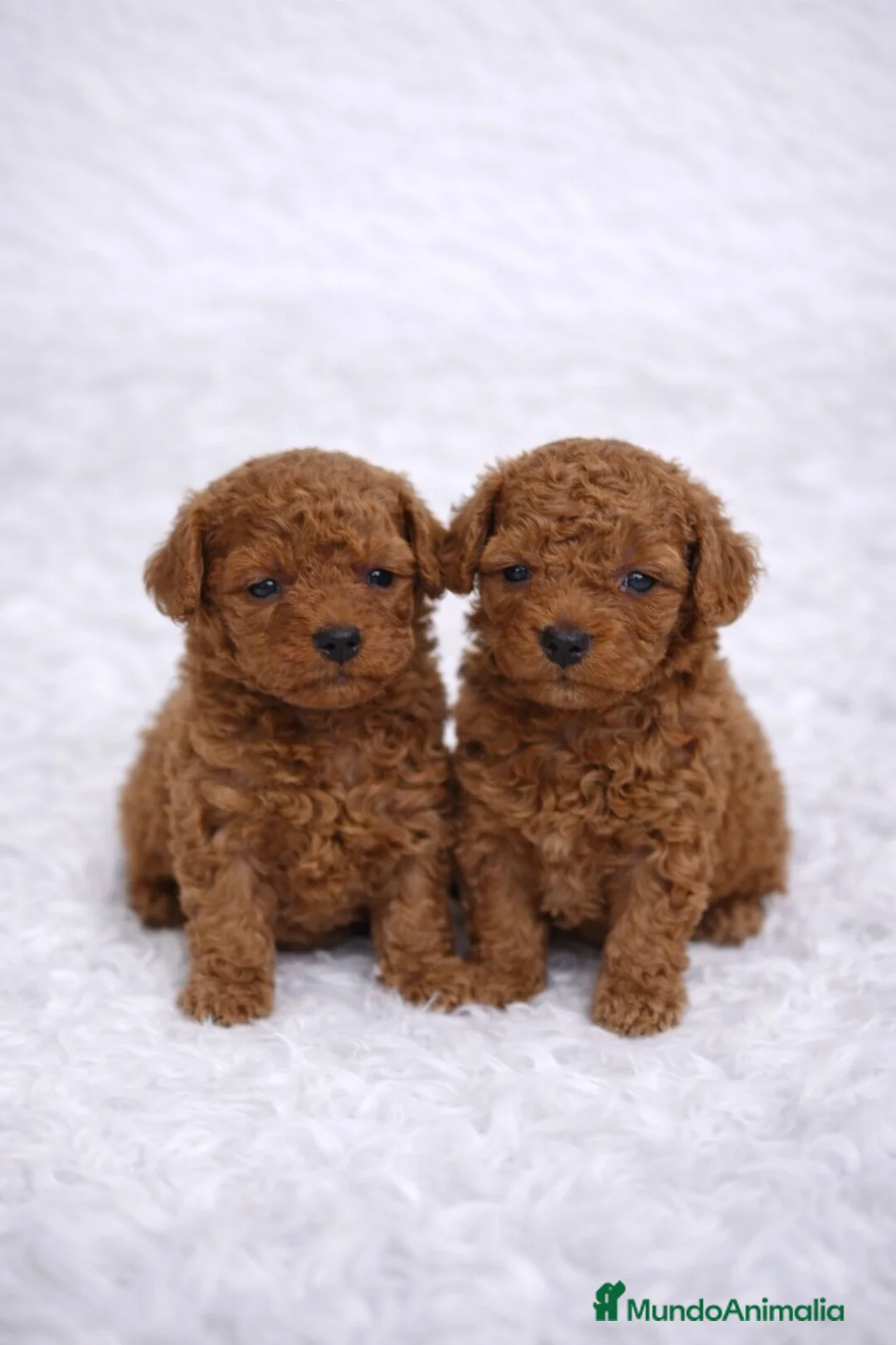 Caniche Toy perros en venta: CANICHE MINI TOY ROJO PIMENTÓN - Anuncio 2