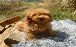 Caniche Enano perros en venta: ÚLTIMO MACHITO CANICHE DISPONIBLE - Imagen 2
