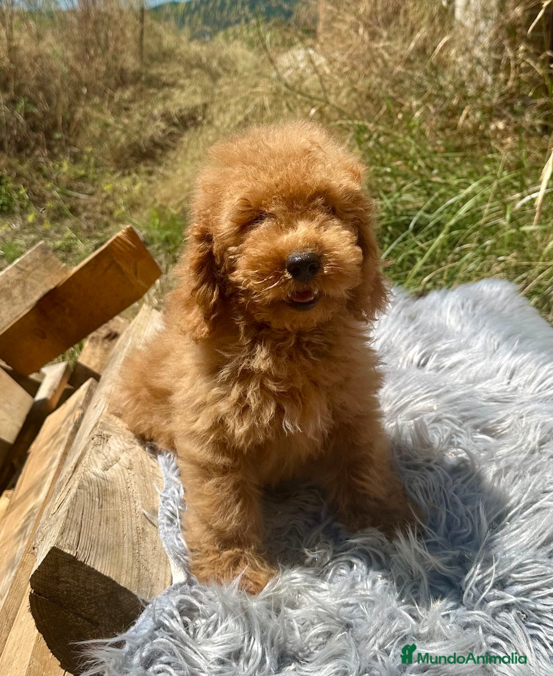 Caniche Enano perros en venta: ÚLTIMO MACHITO CANICHE DISPONIBLE - Imagen 2