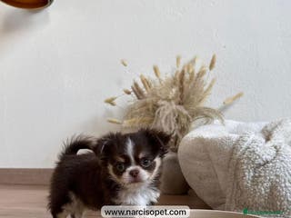 Chihuahua perros CHIHUAHUA PELO LARGO MACHO - Anuncio 4