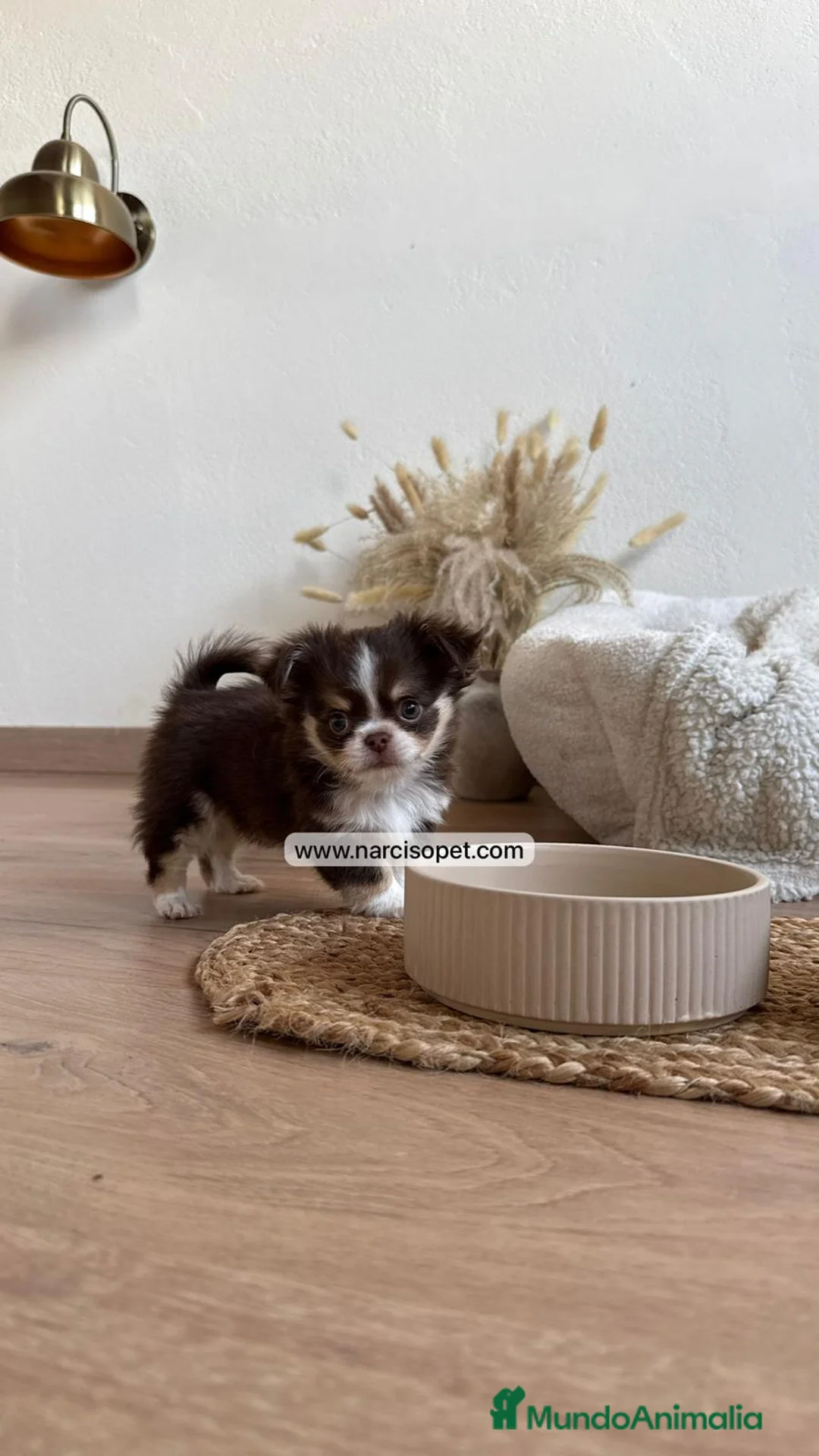 Chihuahua perros en venta: CHIHUAHUA PELO LARGO MACHO - Anuncio 1