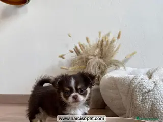 Chihuahua perros CHIHUAHUA PELO LARGO MACHO - Anuncio 12