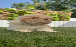 Pekinés perros en venta: PEKINES IMPERIAL HEMBRA - Imagen 9