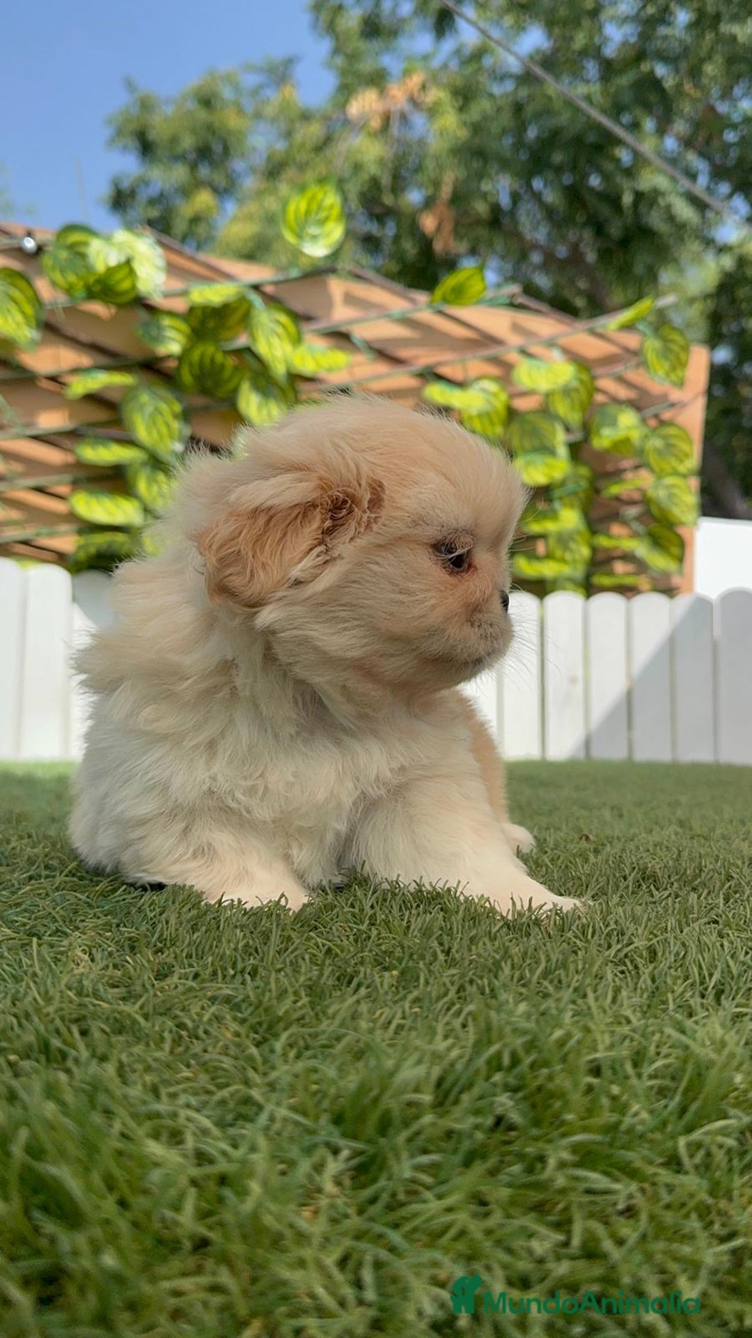 Pekinés perros en venta: PEKINES IMPERIAL HEMBRA - Imagen 9