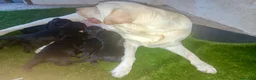 Labrador Retriever perros en venta: Labrador retriever  - Anuncio 8