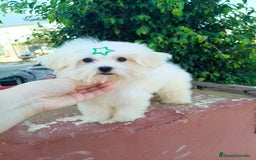 Bichón Maltés perros en venta: Cachorrito bichon maltes  - Imagen 7