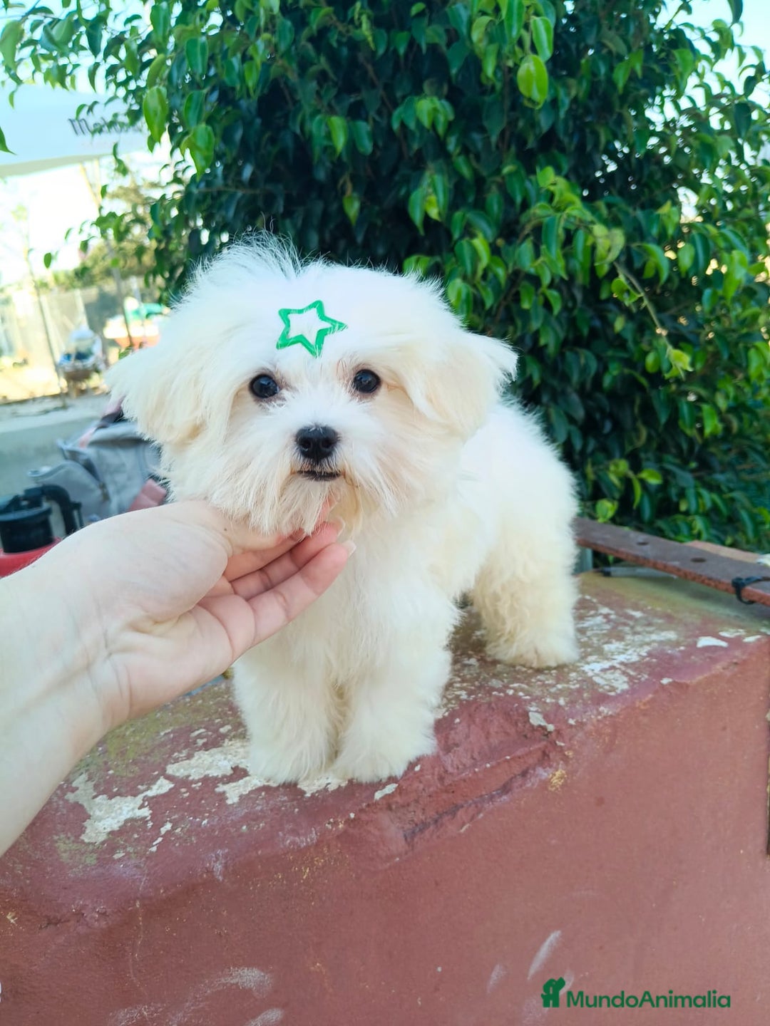 Bichón Maltés perros en venta: Cachorrito bichon maltes  - Imagen 7