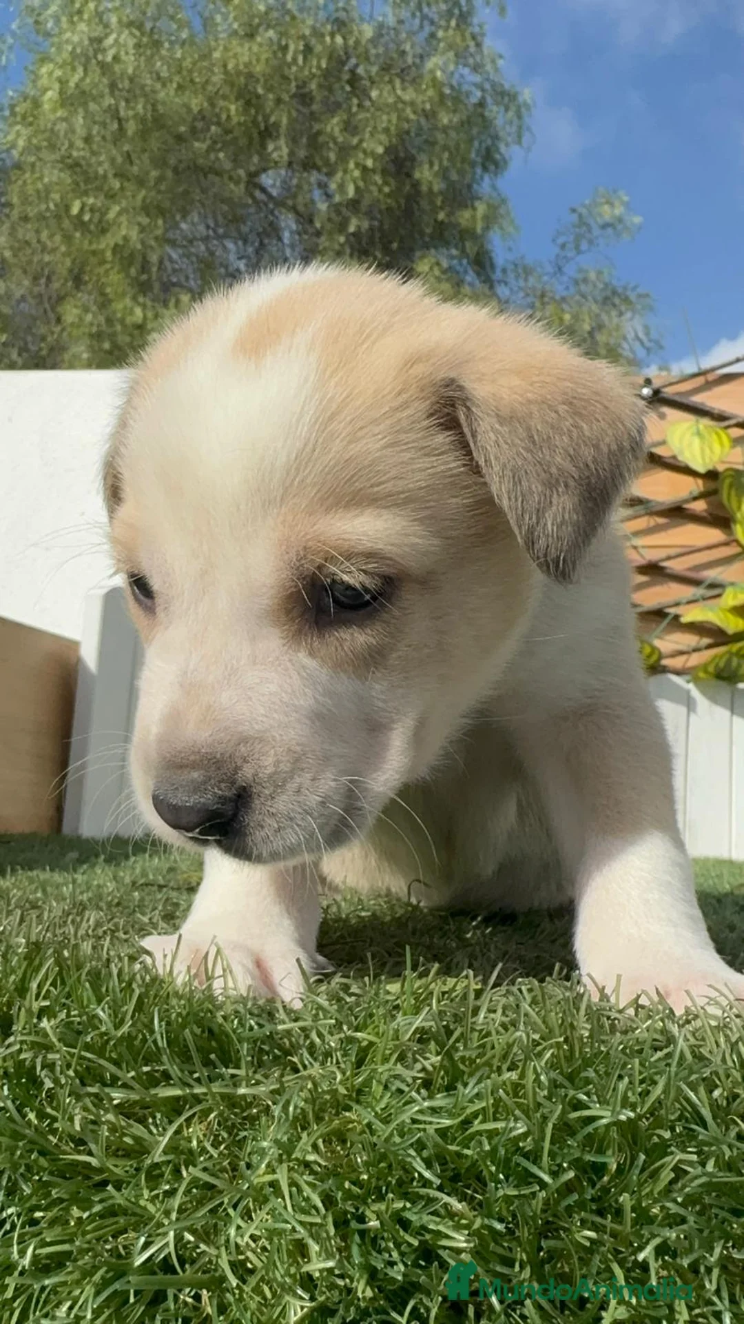 Mastín Español perros en venta: MASTIN ESPAÑOL - Anuncio 14